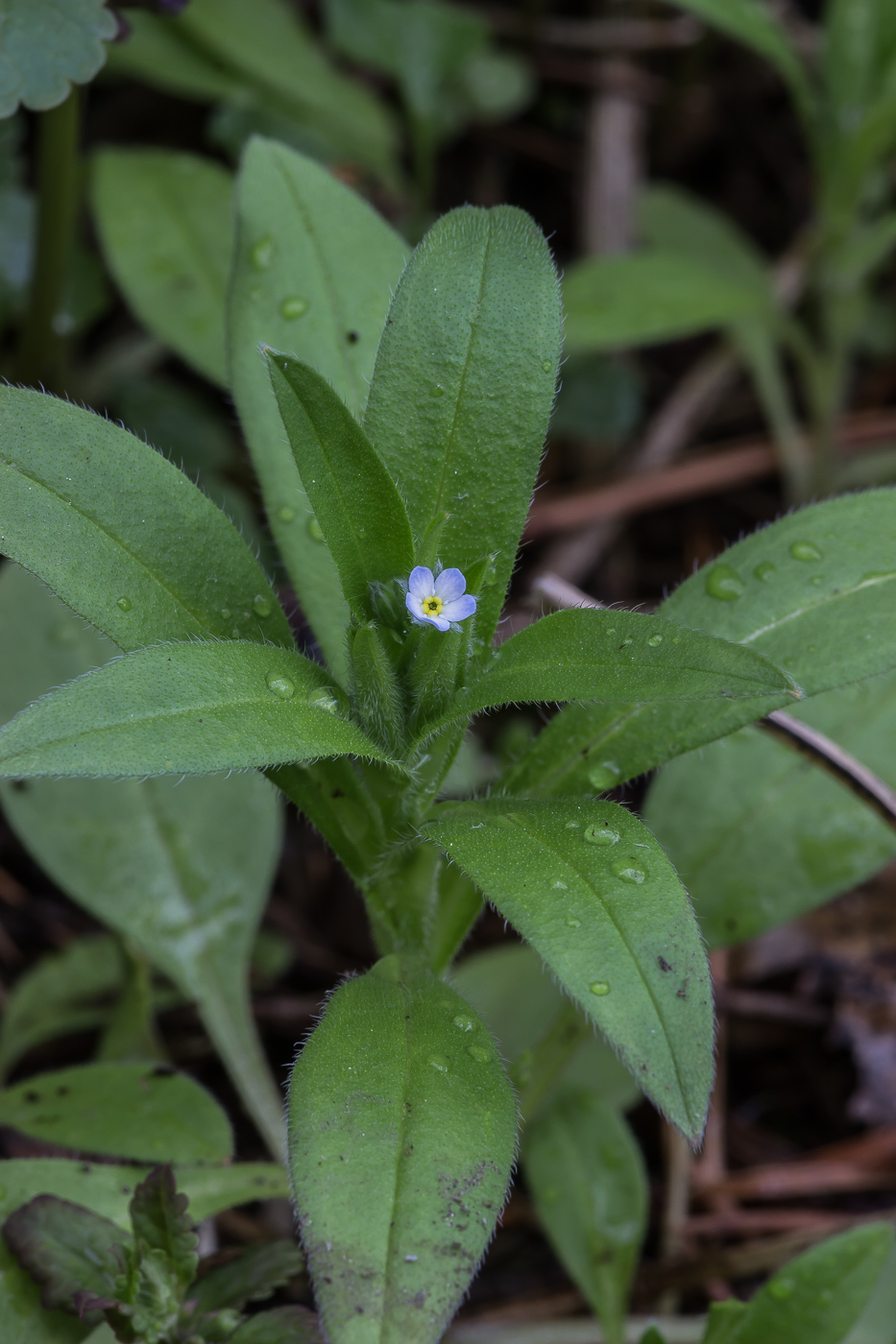 Изображение особи Myosotis sparsiflora.