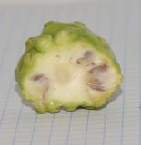 Morinda citrifolia