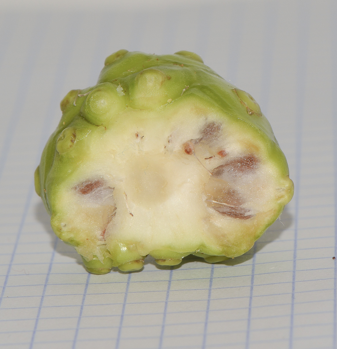Image of Morinda citrifolia specimen.