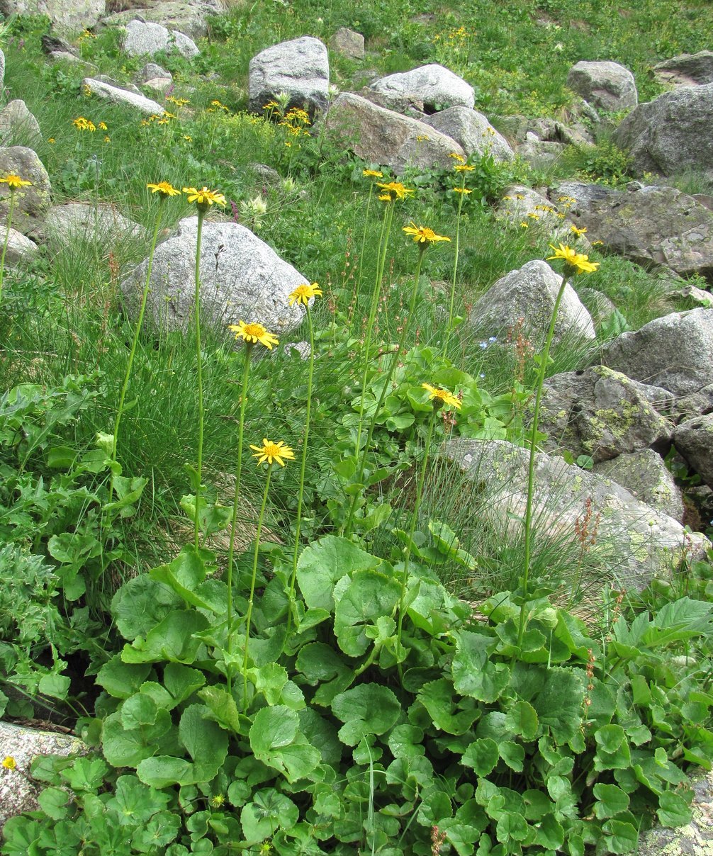 Изображение особи Dolichorrhiza caucasica.