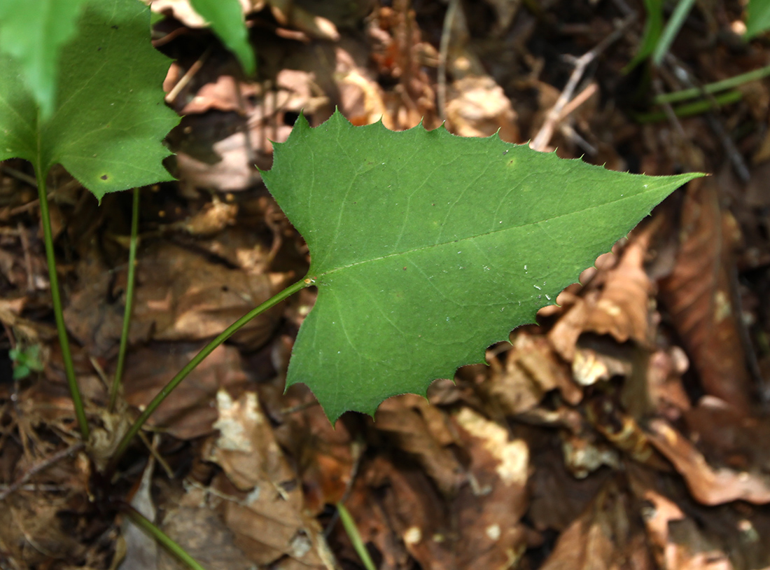 Image of Saussurea subtriangulata specimen.