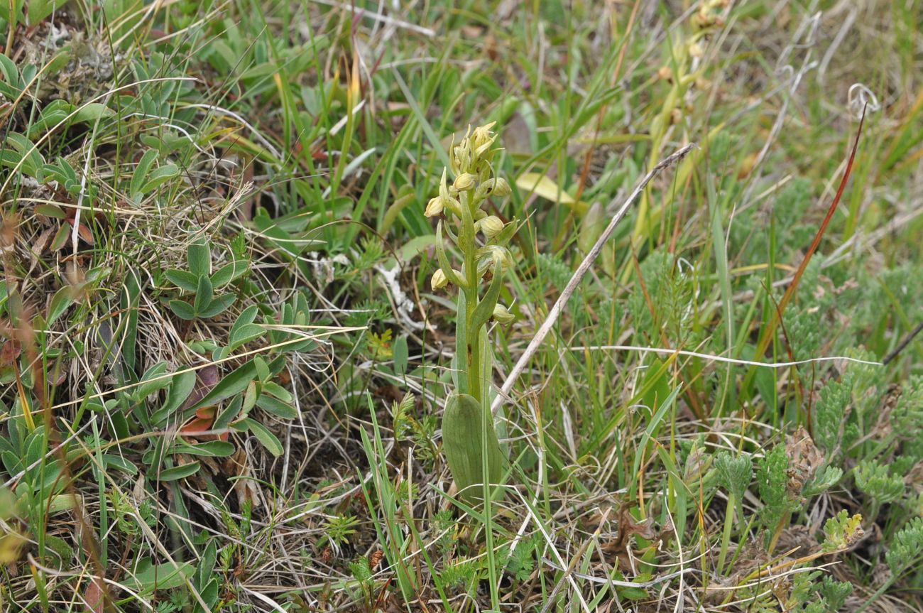 Image of Dactylorhiza viridis specimen.