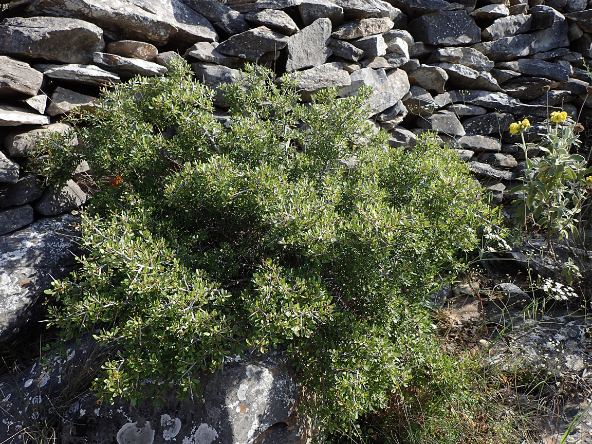 Изображение особи Rhamnus lycioides ssp. oleoides.