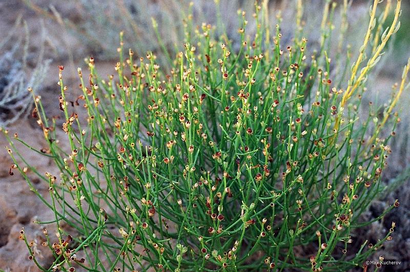 Изображение особи Dodartia orientalis.