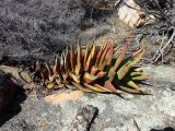 Aloe perfoliata