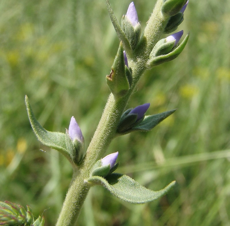 Image of Veronica barrelieri specimen.