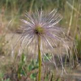 Pulsatilla dahurica