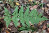 Dryopteris carthusiana. Вайя. Московская обл., Воскресенский р-н, окр. оз. Белое, под пологом ольхового леса. 5 ноября 2018 г.