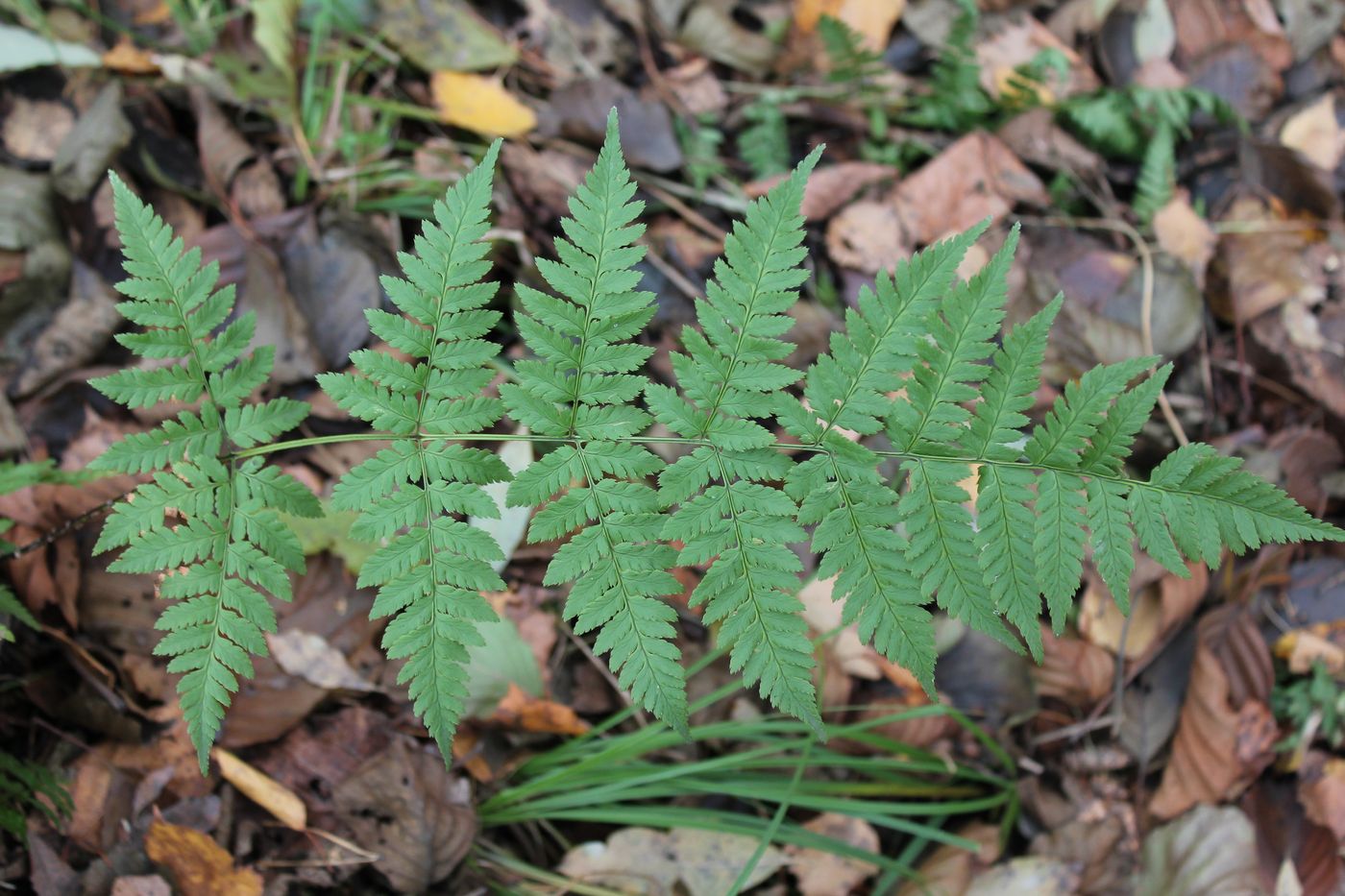 Изображение особи Dryopteris carthusiana.