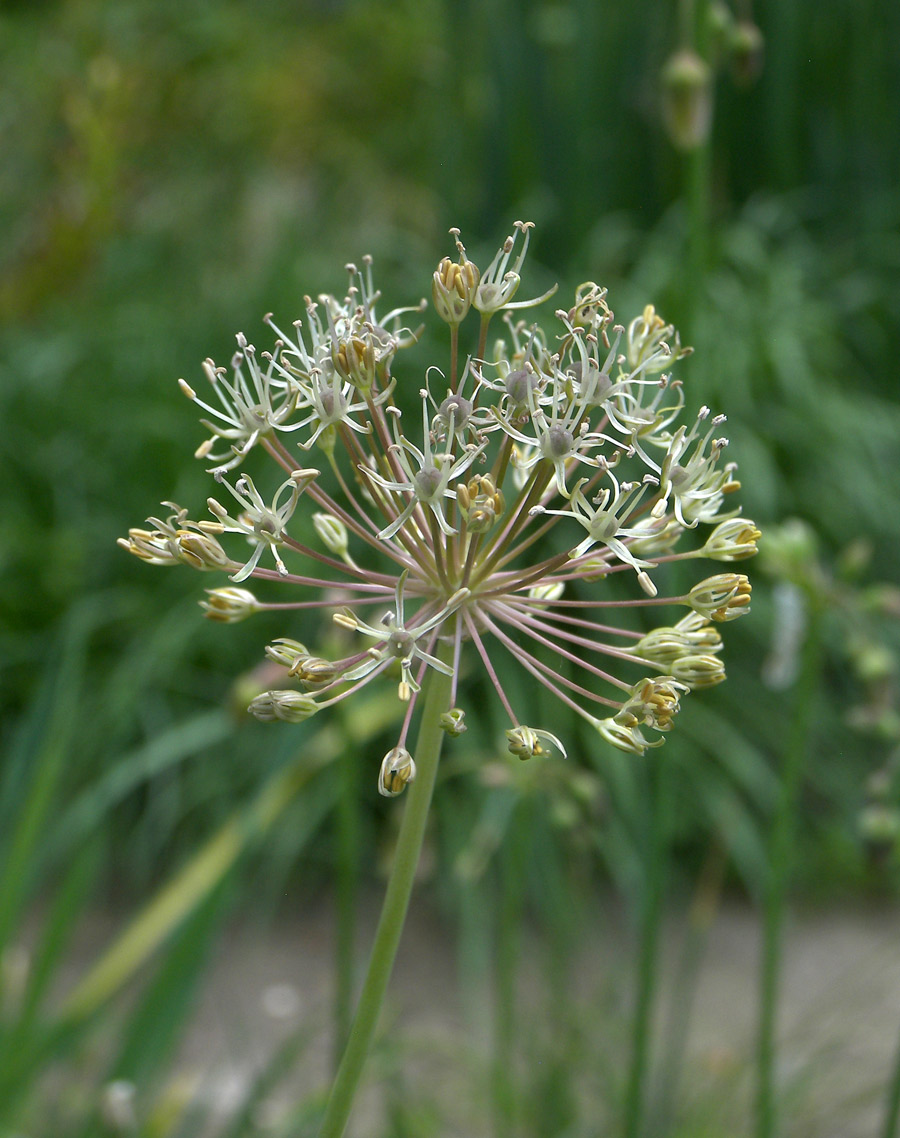 Изображение особи Allium alaicum.