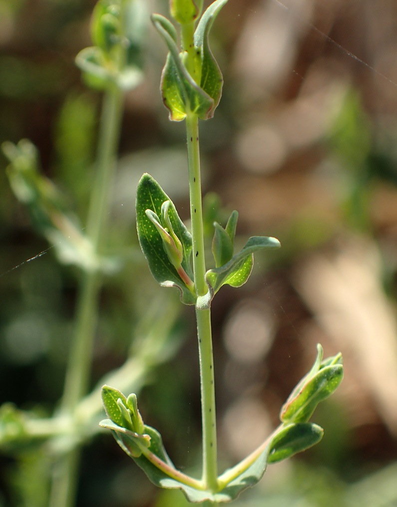 Image of Hypericum triquetrifolium specimen.