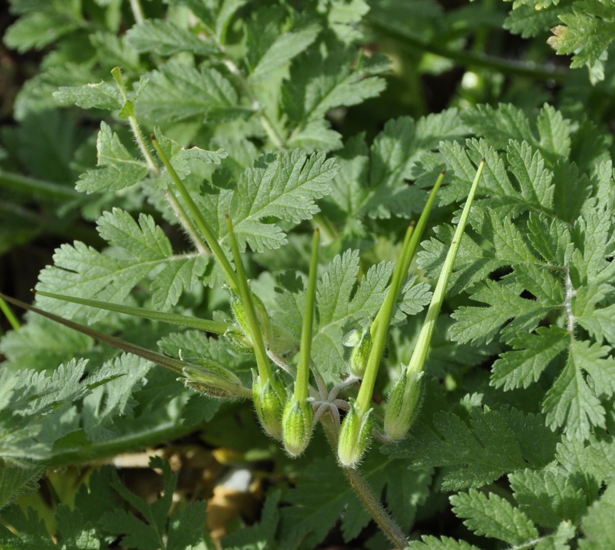 Image of genus Erodium specimen.