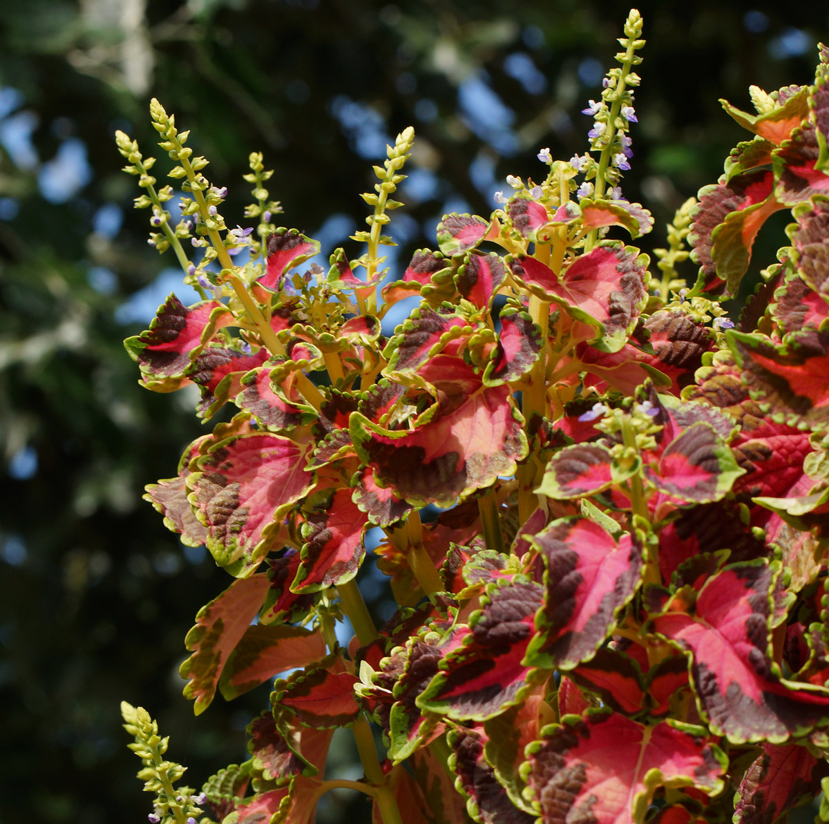 Image of Coleus scutellarioides specimen.