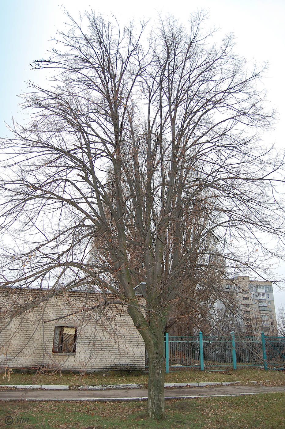 Image of Tilia amurensis specimen.