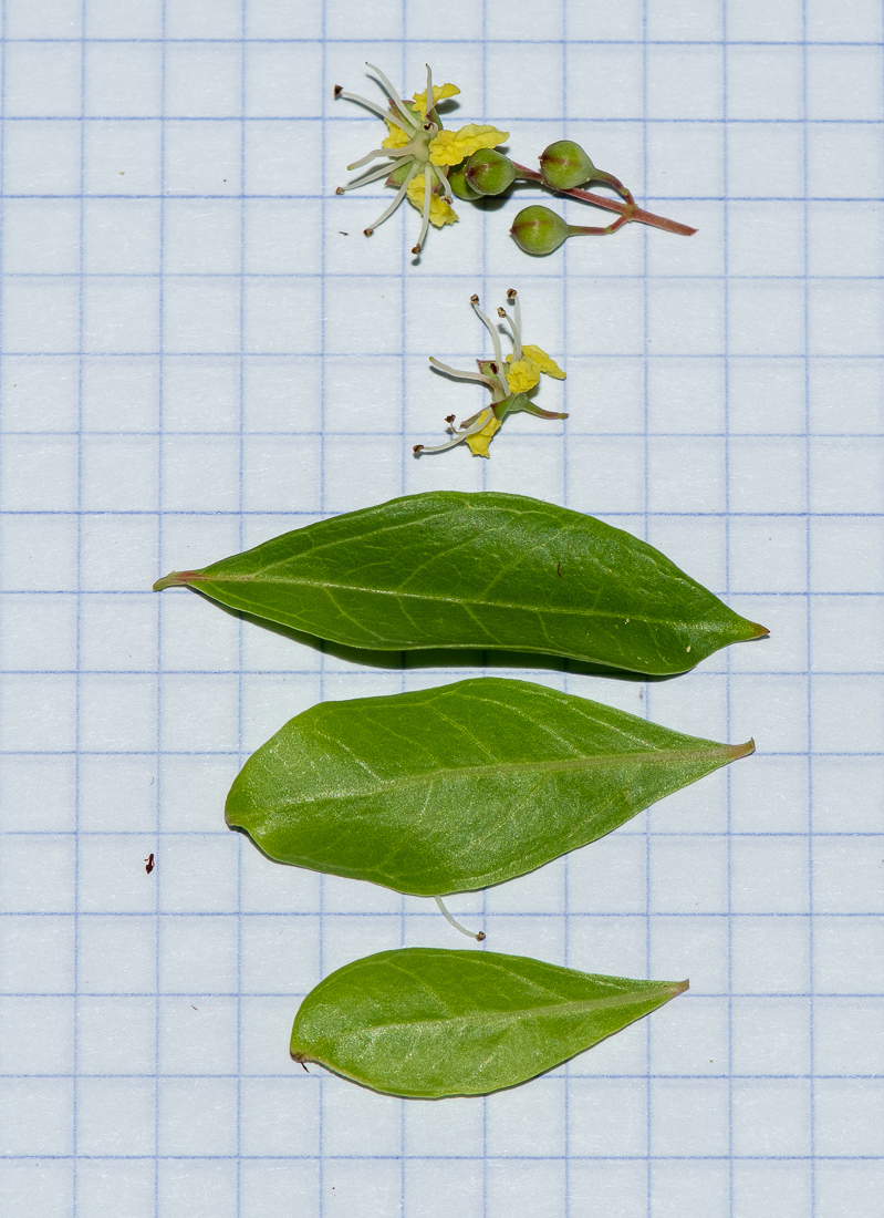 Image of Lawsonia inermis specimen.