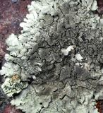 Image of taxon representative. Author is Игорь Евдокимов