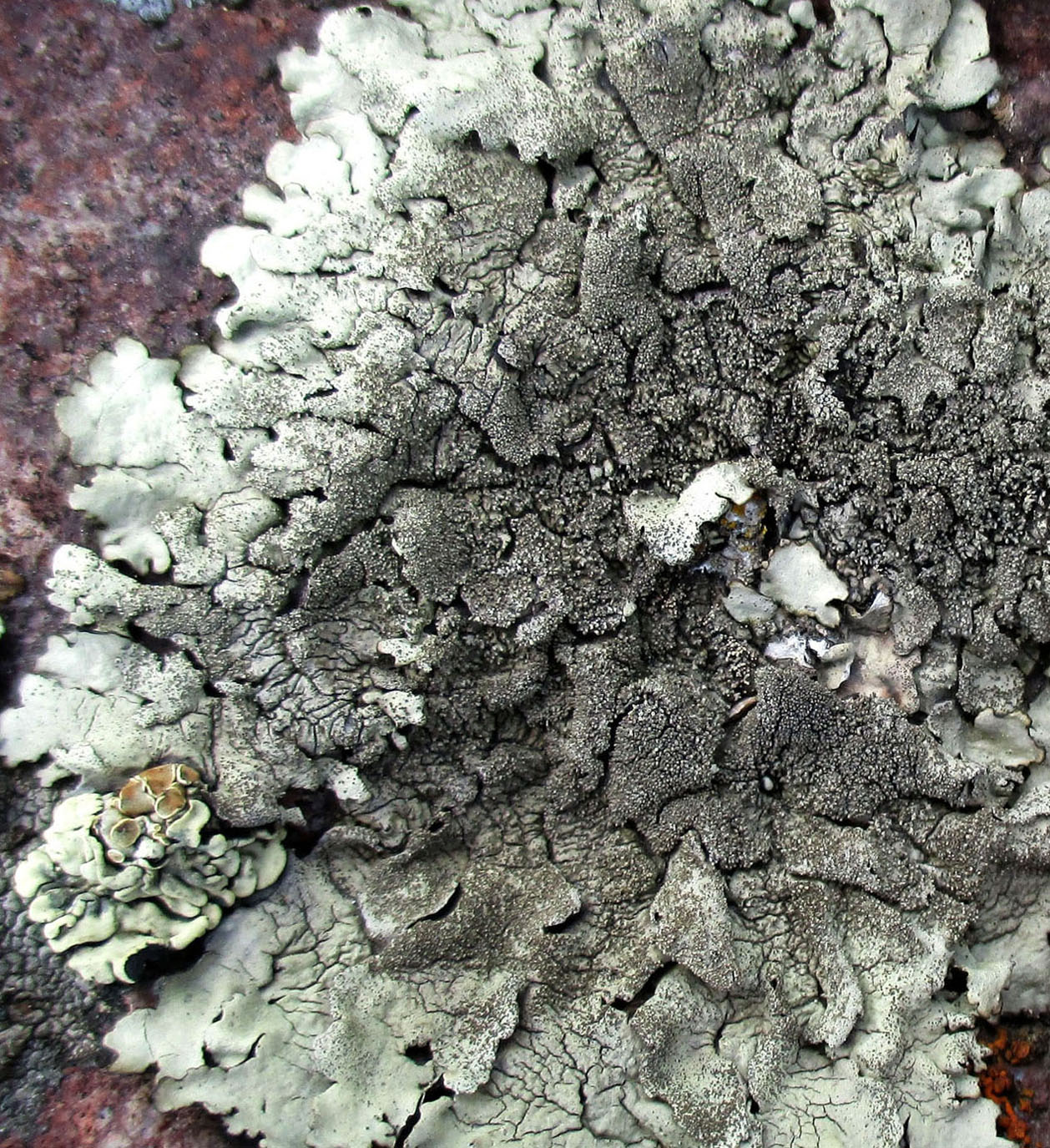 Image of Xanthoparmelia conspersa specimen.