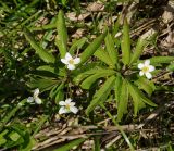 Anemone caerulea. Цветущие растения с разным количеством лепестков в цветках. Казахстан. Восточно-Казахстанская обл., Глубоковский р-н, окр. с. Тарханка, южный склон сопки. 10.05.2017.