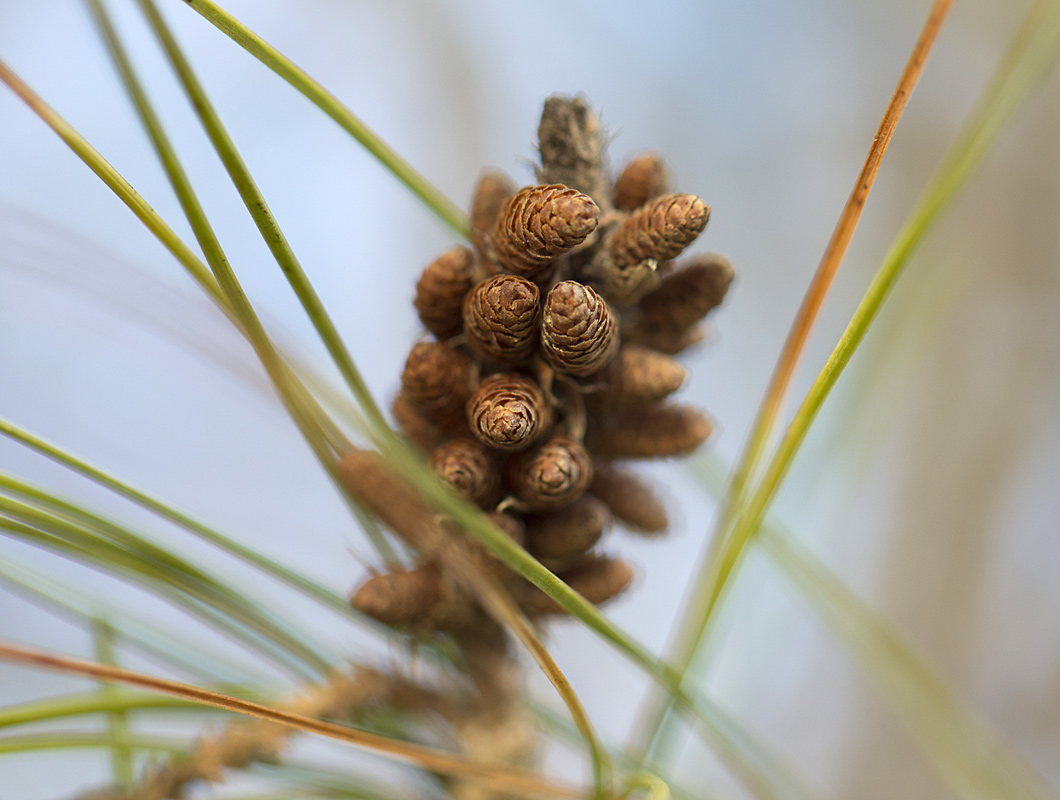 Изображение особи Pinus halepensis.