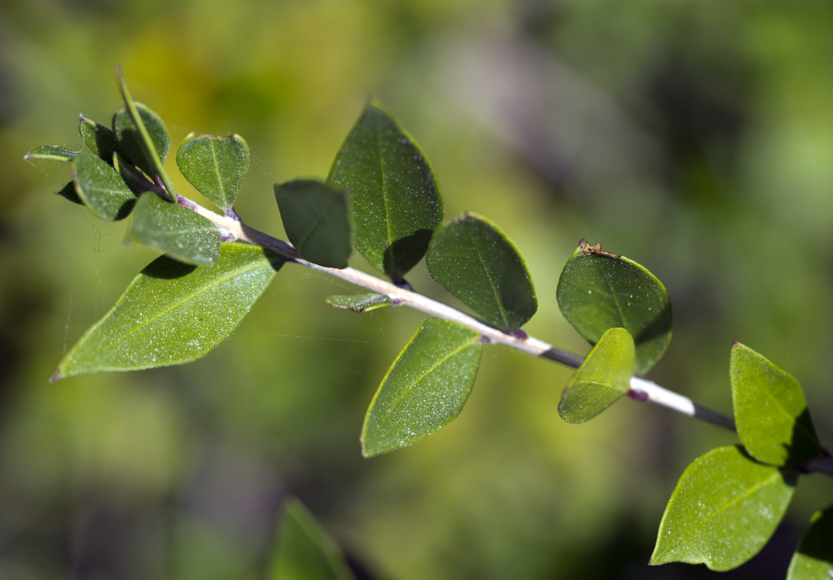 Image of Myrtus communis var. leucocarpa specimen.