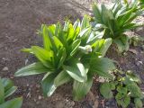 Colchicum speciosum