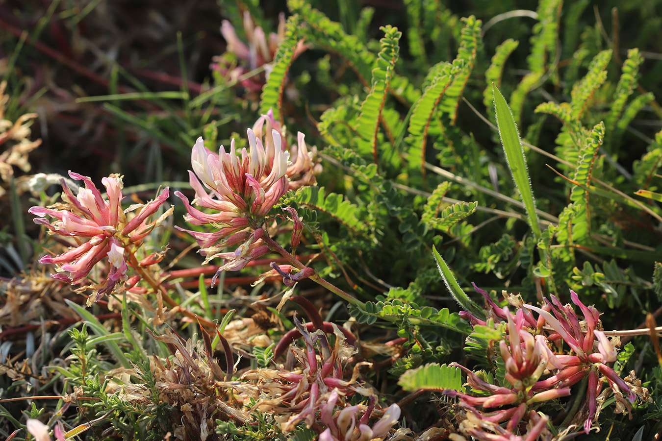 Image of Astragalus monspessulanus specimen.