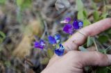 Lathyrus humilis