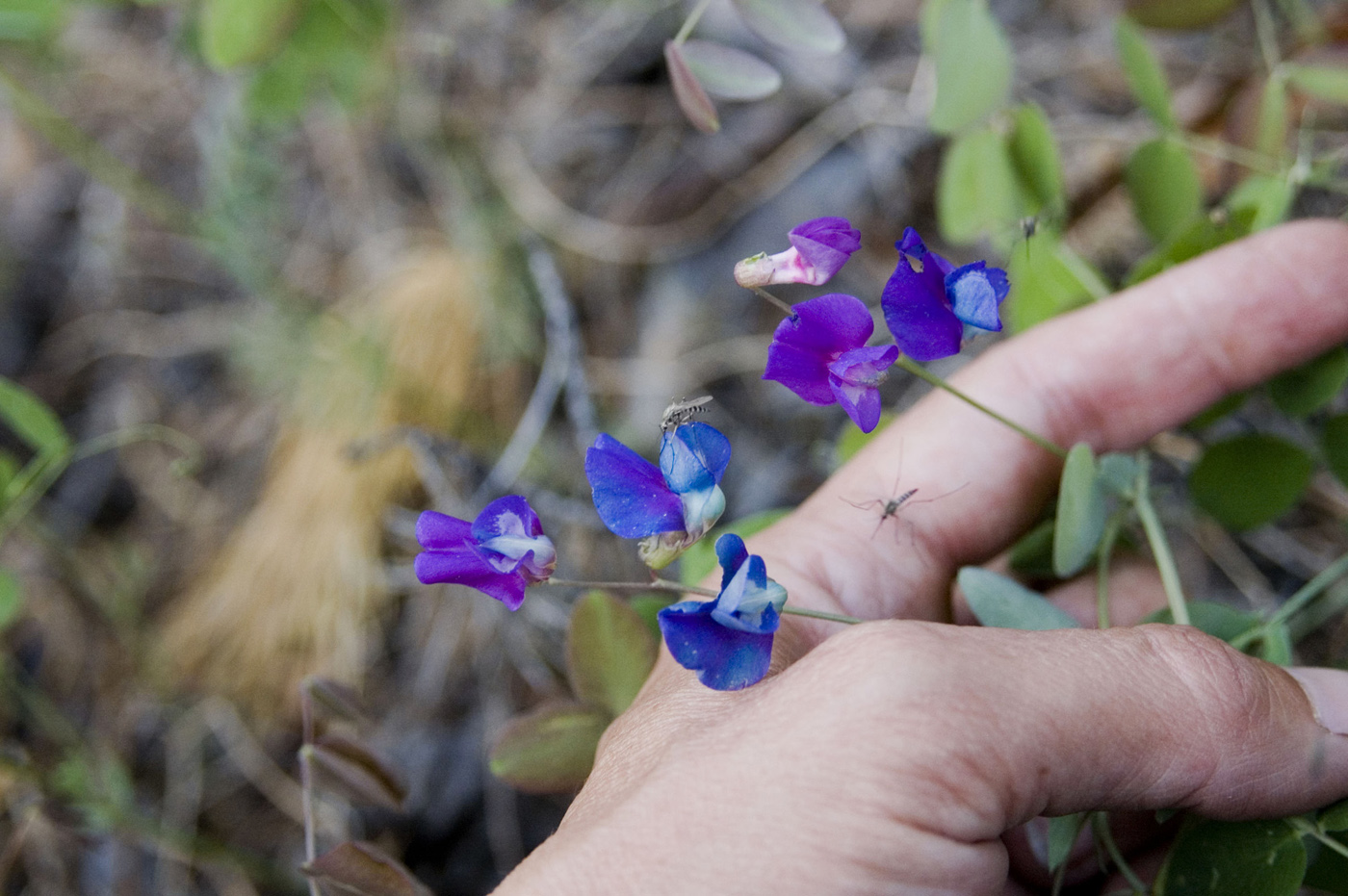 Image of Lathyrus humilis specimen.