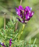 Astragalus austroaltaicus