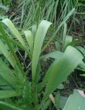 Allium stipitatum