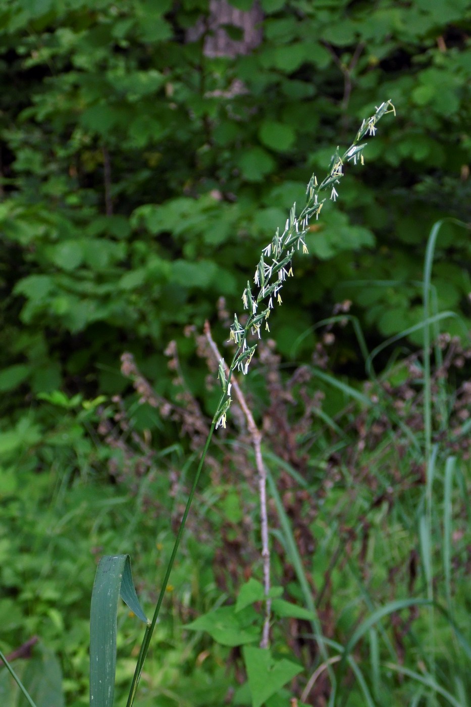 Image of Elytrigia repens specimen.