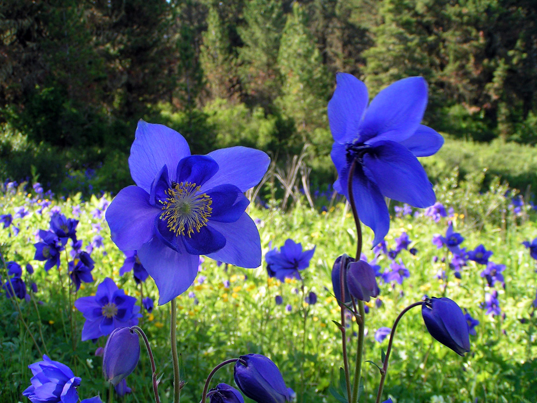 Image of Aquilegia glandulosa specimen.