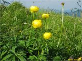 Trollius altissimus