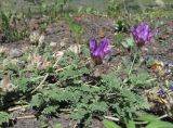 Astragalus lasioglottis. Верхушки побегов с соцветиями и соплодиями. Кабардино-Балкария, Эльбрусский р-н, окр. с. Былым, ок. 1200 м н.у.м., каменистое место. 03.07.2019.