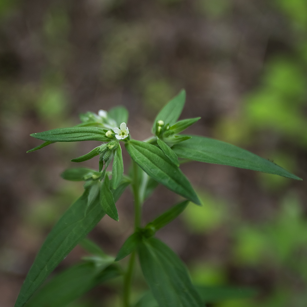 Image of Lithospermum officinale specimen.