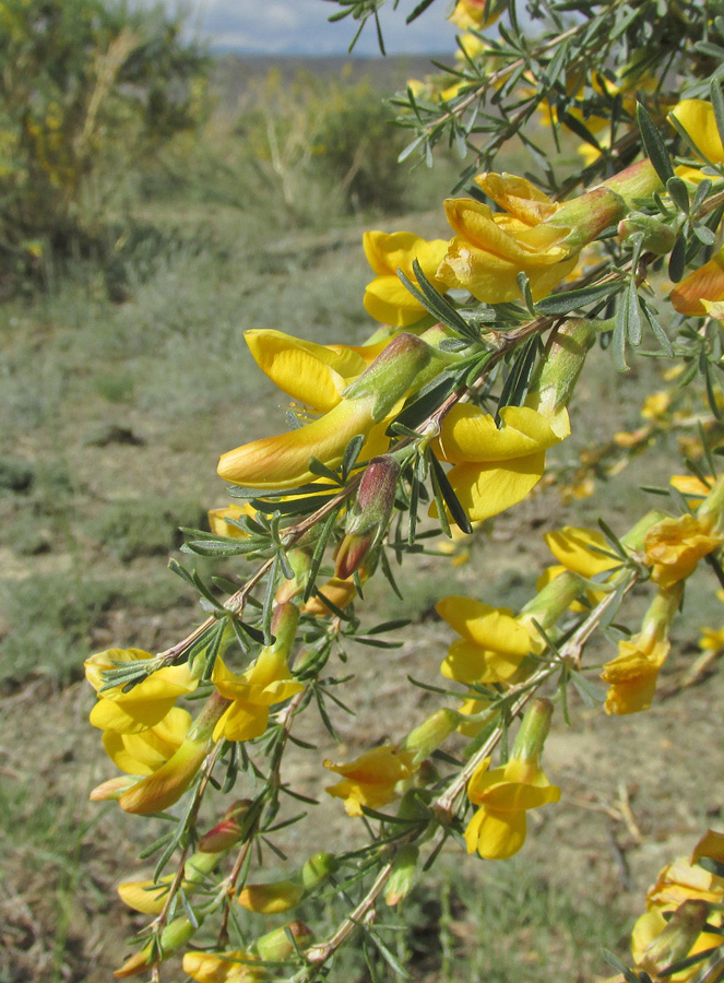 Image of Caragana pygmaea specimen.