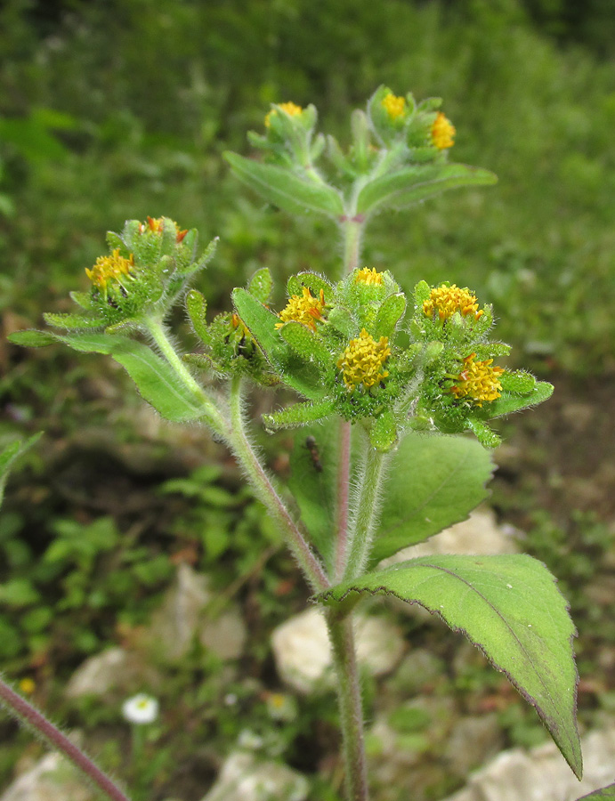 Image of Sigesbeckia orientalis specimen.