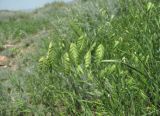 Bromus briziformis. Верхушка побега с колосками. Дагестан, Докузпаринский р-н, окр. с. Усухчай, ок. 1100 м н.у.м., склон горы. 04.06.2019.