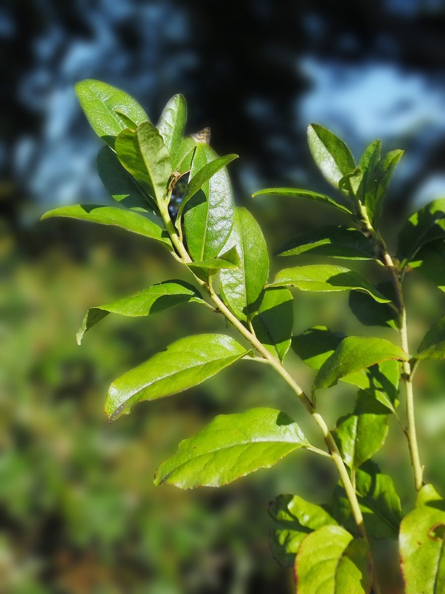 Image of Rhododendron dauricum specimen.