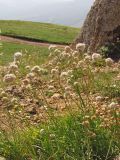 Gypsophila pallasii. Цветущие растения. Крым, Южная Демерджи, каменистая осыпь близ вершины Хой-Кая. 21 июля 2010 г.