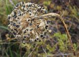 Allium nutans