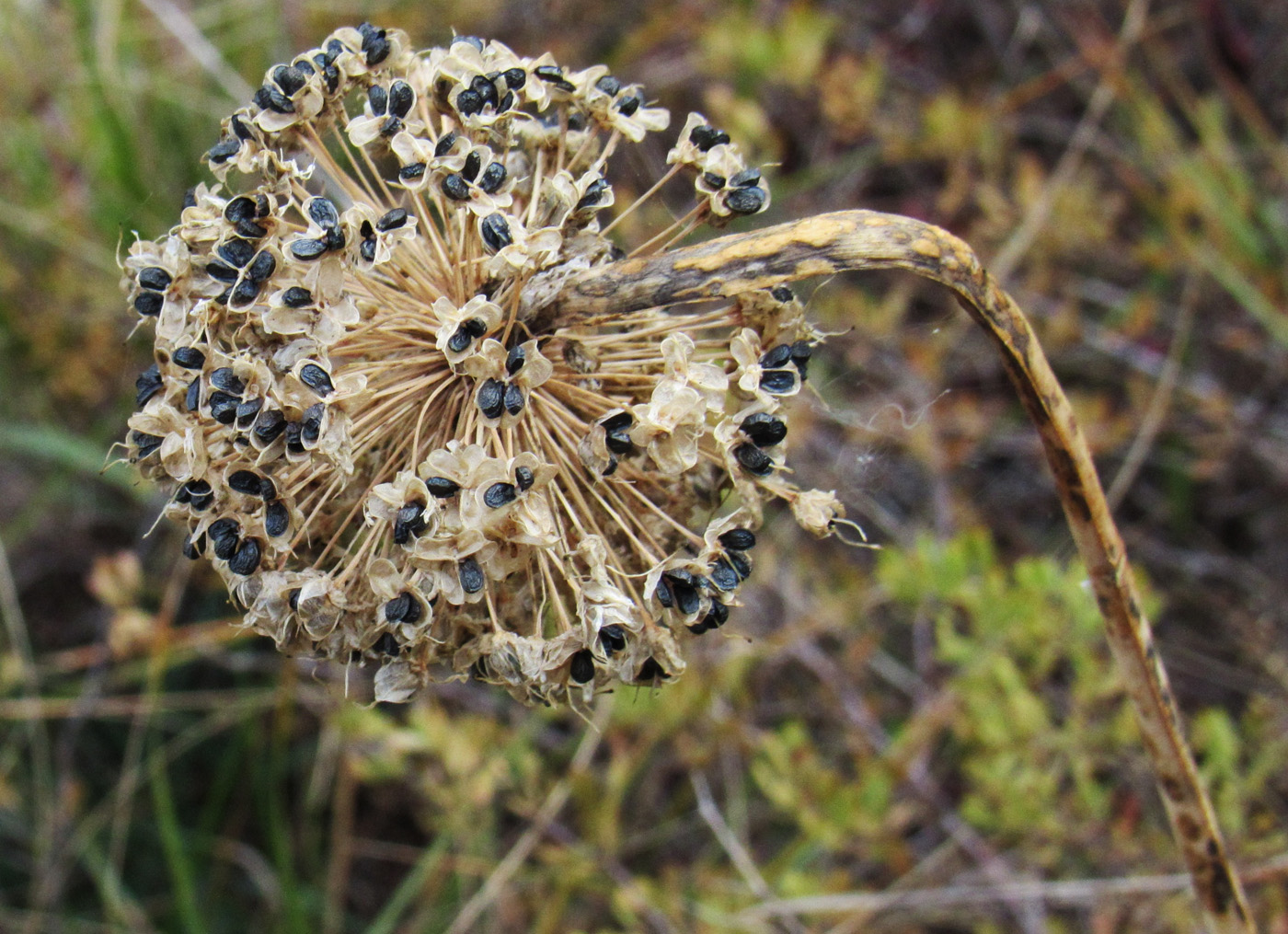 Image of Allium nutans specimen.