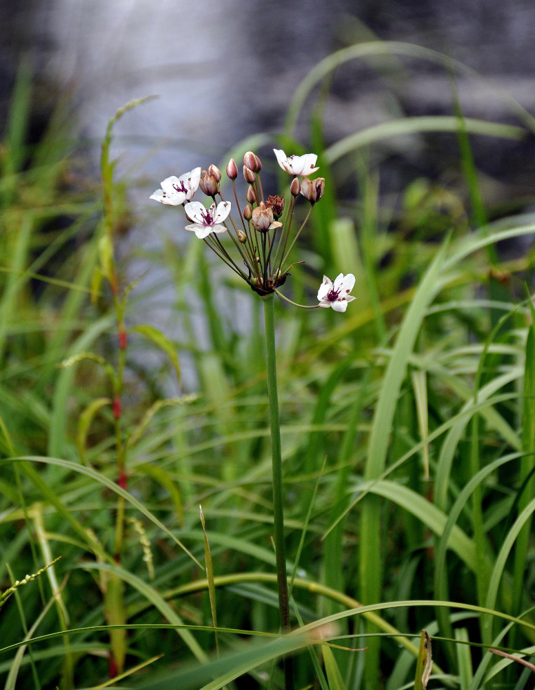 Изображение особи Butomus umbellatus.