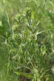 Carlina biebersteinii. Зацветающее растение в сообществе с Vicia cracca. Тверская обл., Осташковский р-н, окр. дер. Кравотынь, луг на краю леса, рядом с просёлочной дорогой. 15.07.2019.