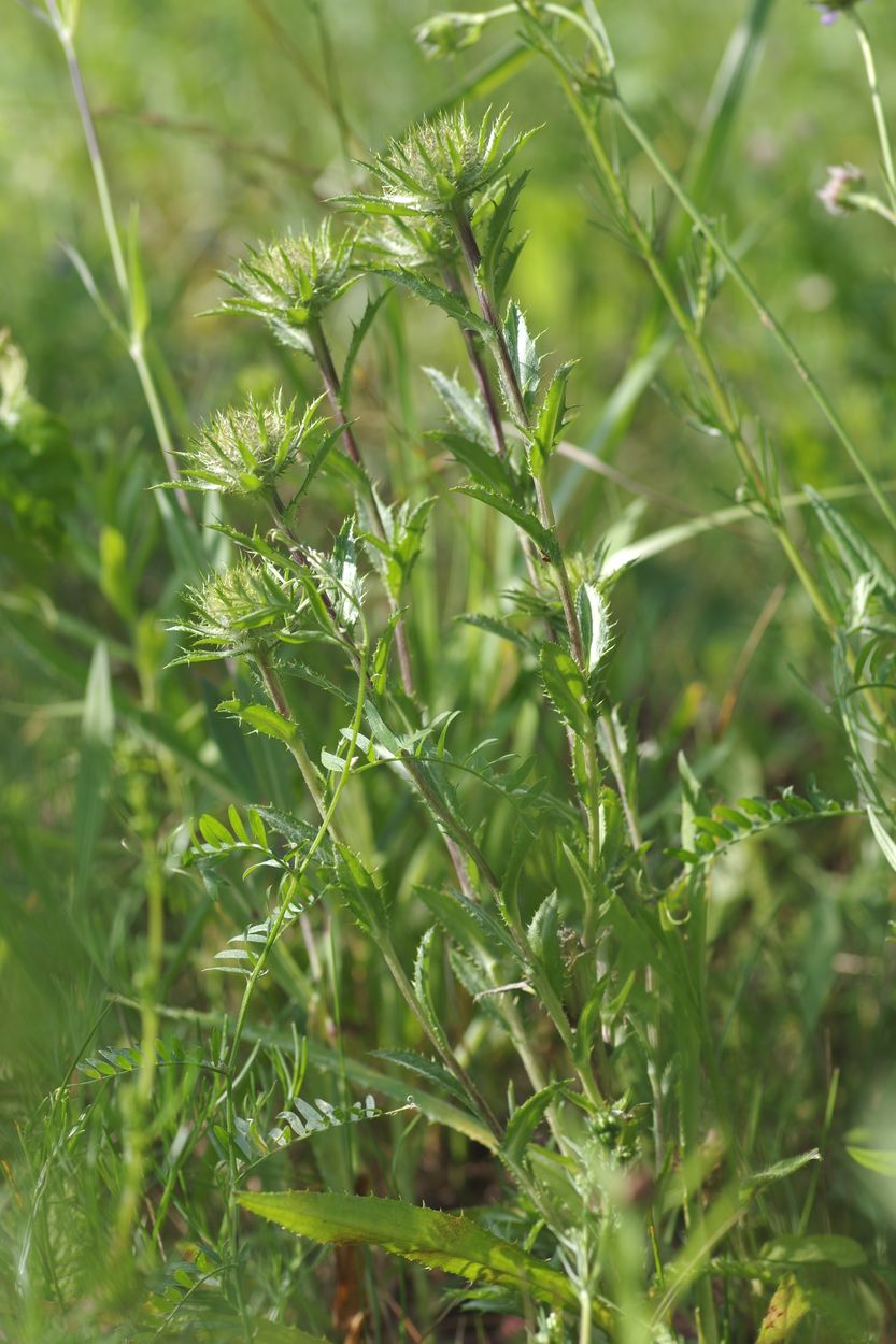 Image of Carlina biebersteinii specimen.