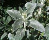 Stachys byzantina