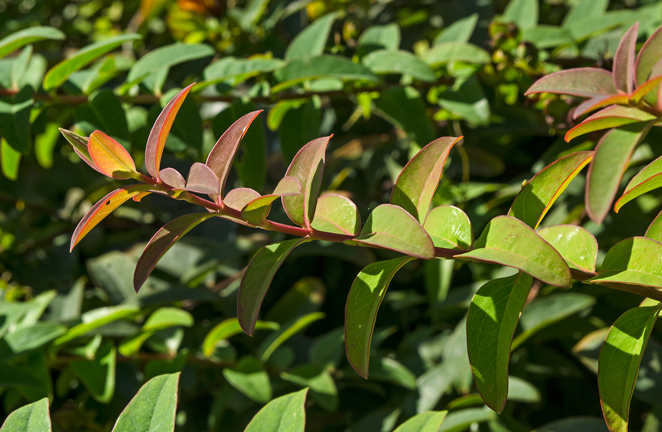 Изображение особи Hypericum hookerianum.