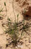 Phalaris minor