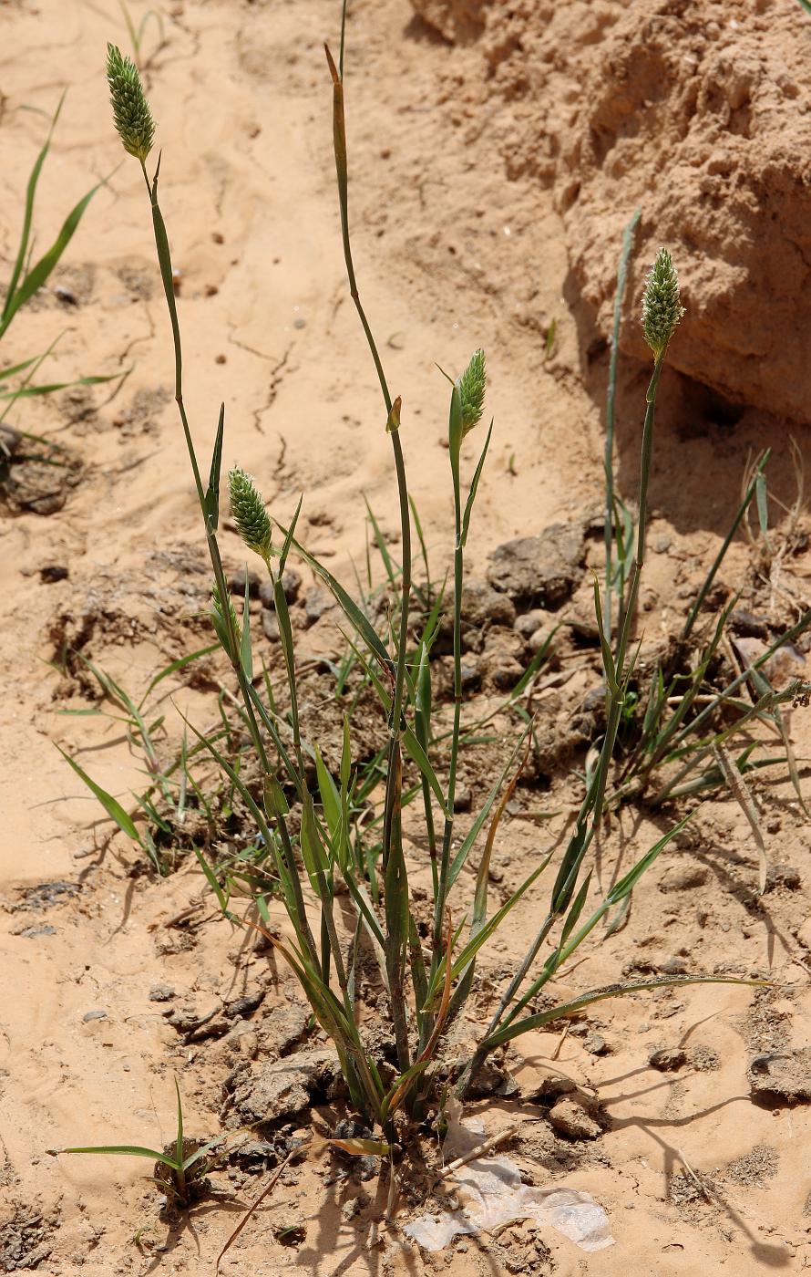 Image of Phalaris minor specimen.