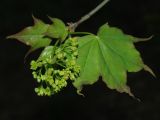 Acer cappadocicum